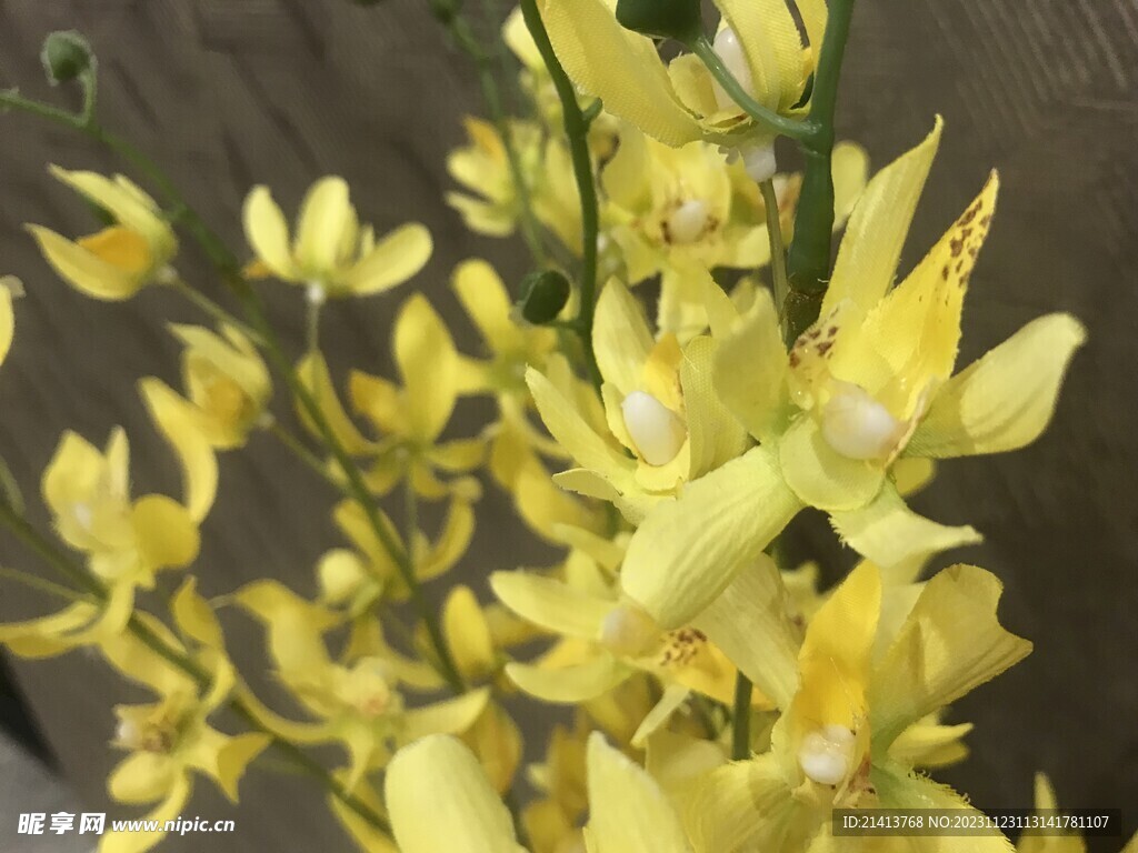 鲜花花朵花卉