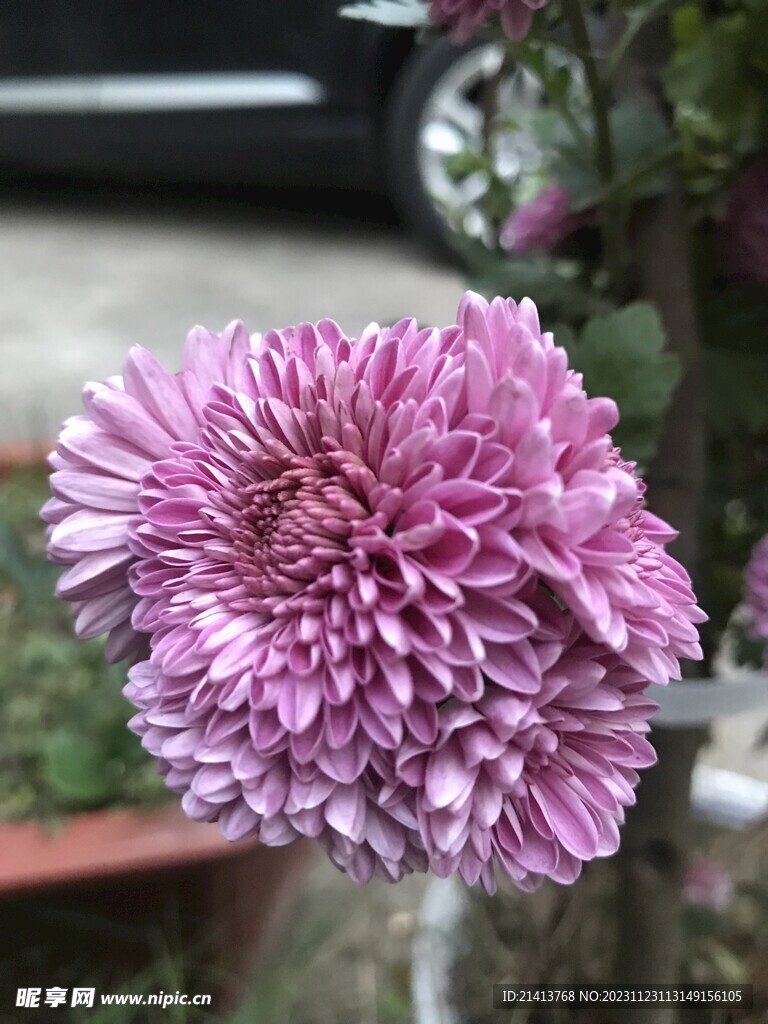 小雏菊菊花 