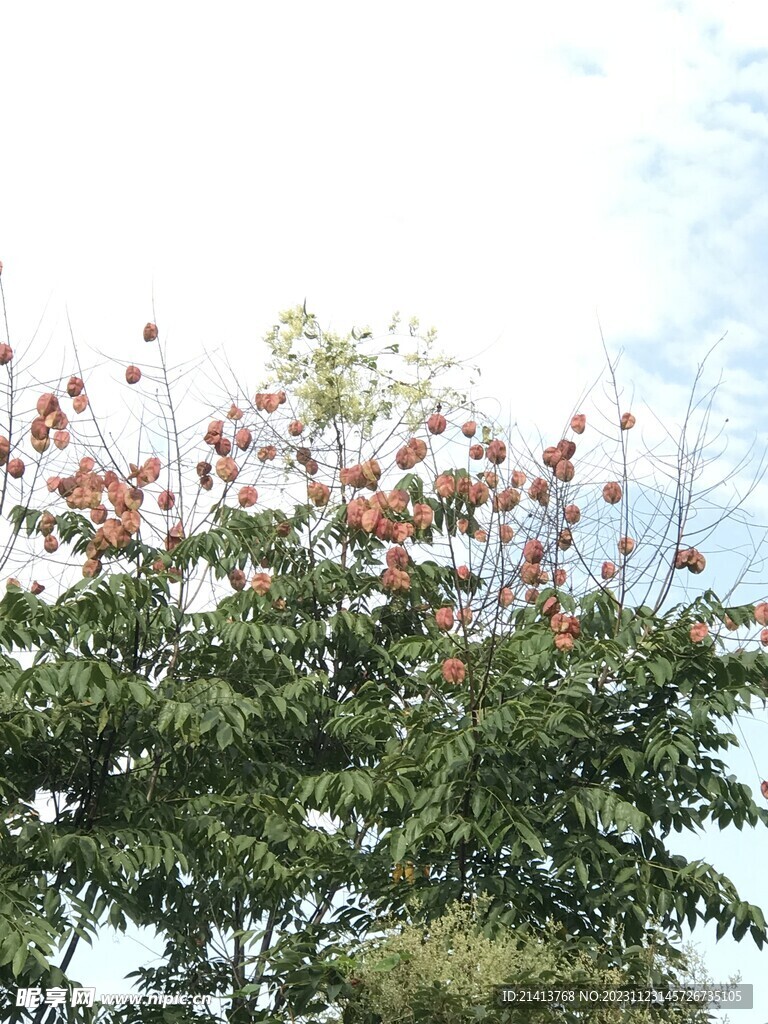 绿植绿叶植物 