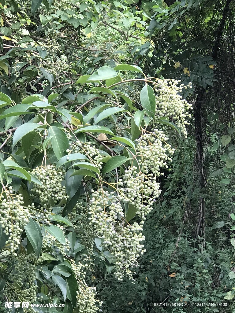 绿植绿叶植物 