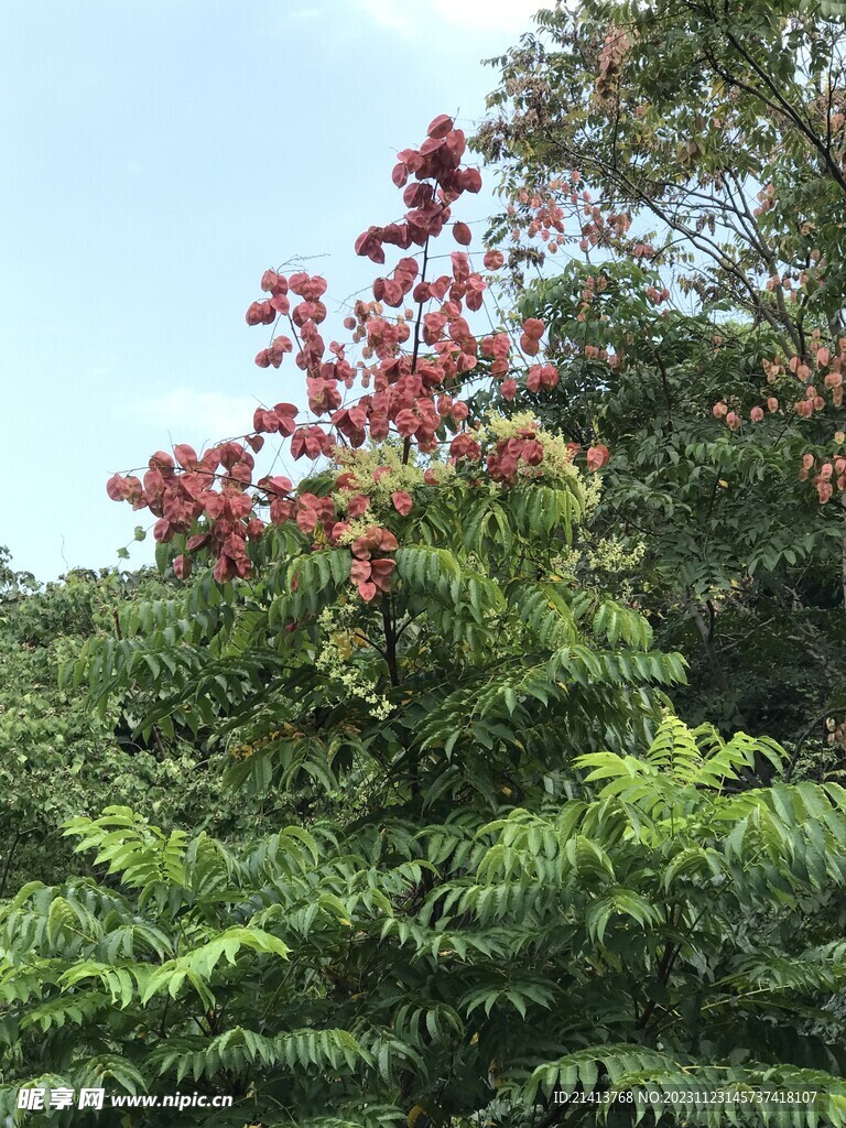 绿植绿叶植物