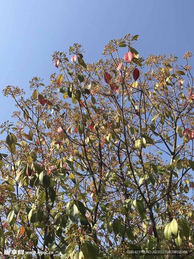 绿植绿叶植物