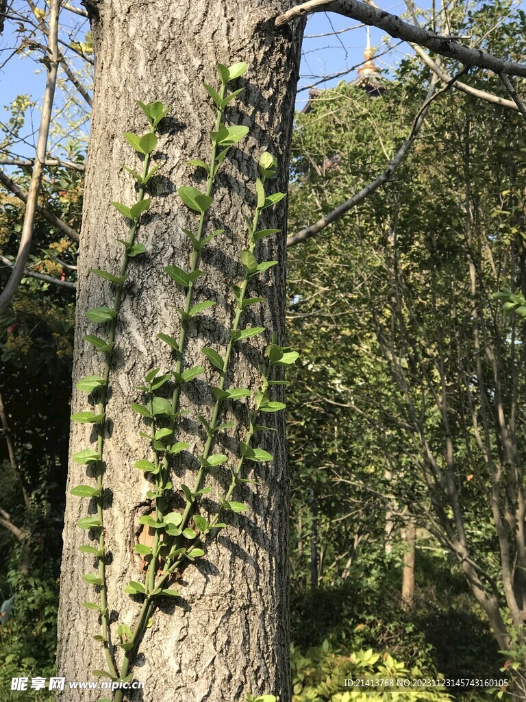 绿植绿叶植物