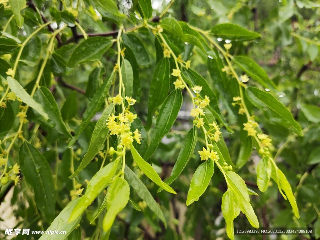 红枣栽培