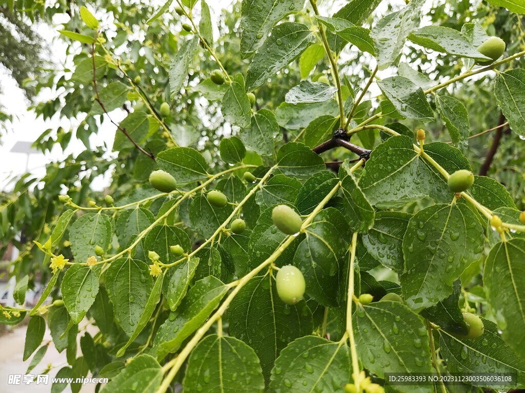 红枣栽培