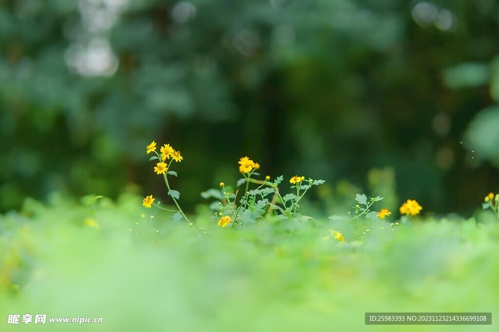 雏菊