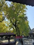寿县报恩寺银杏树