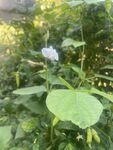 豆花