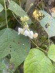 植物花卉