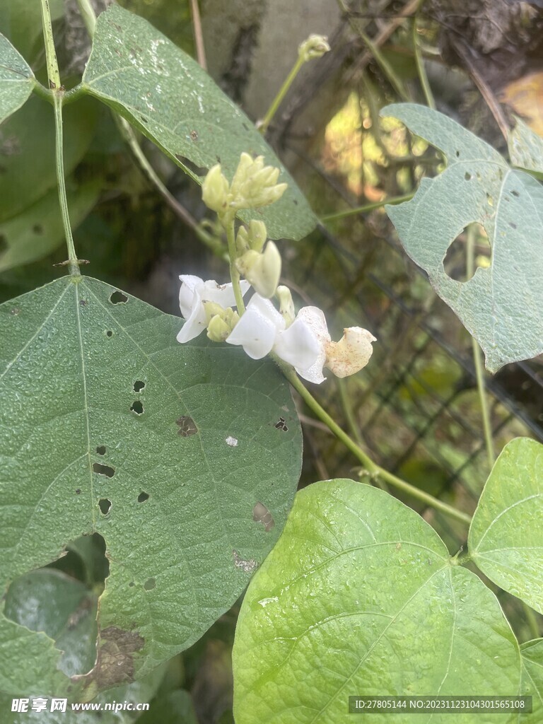 植物花卉