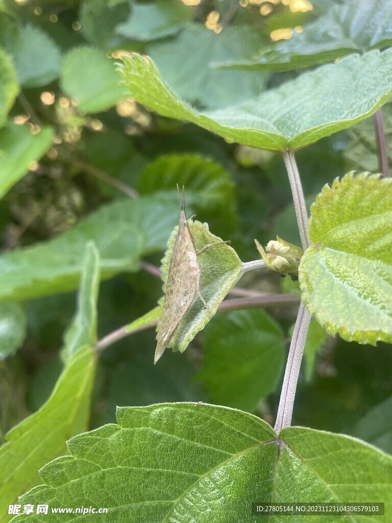 小昆虫