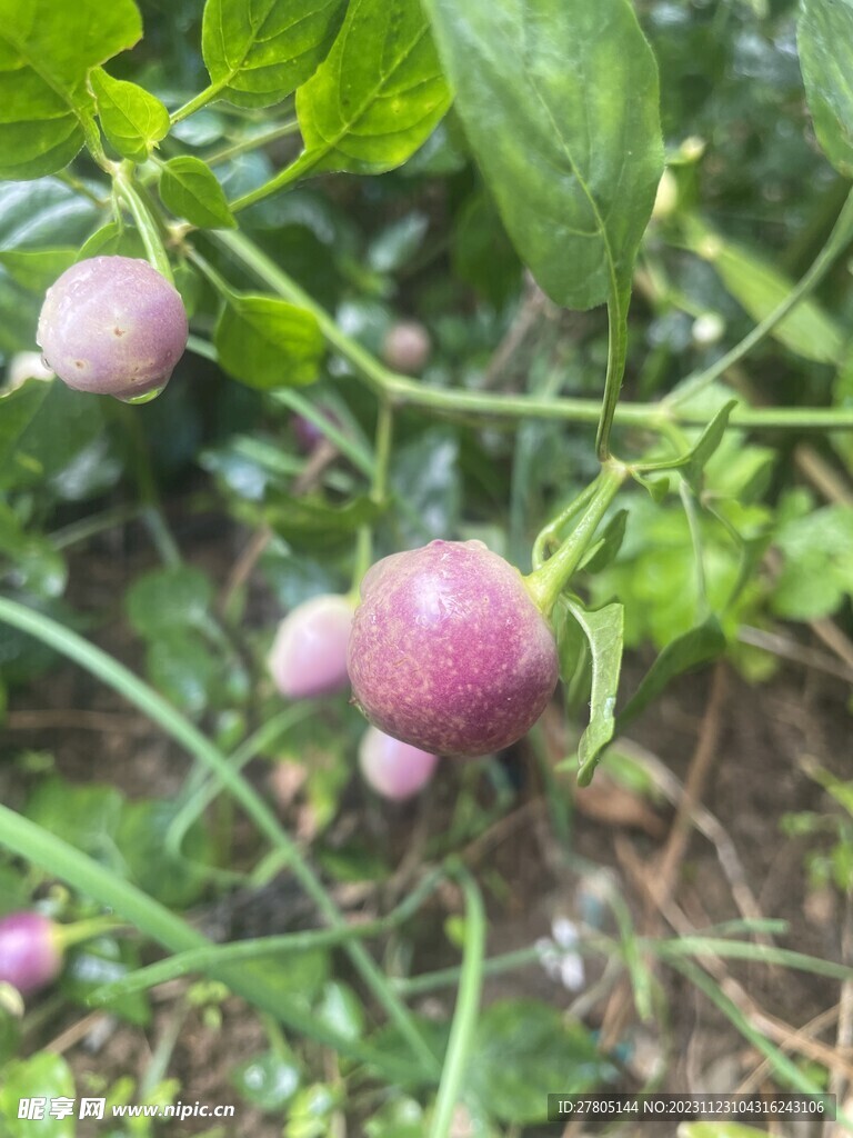 农家彩椒