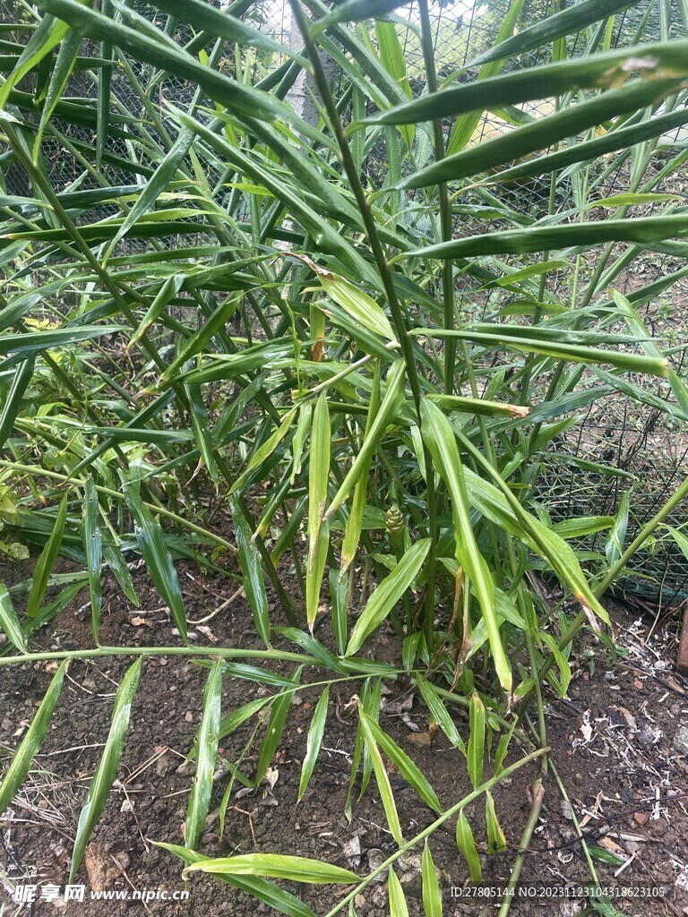 生姜植物