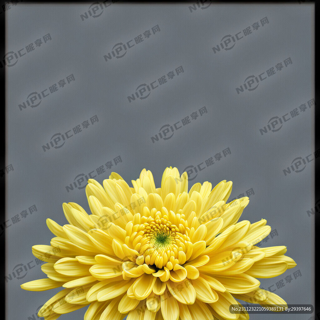 菊花黄色简单的