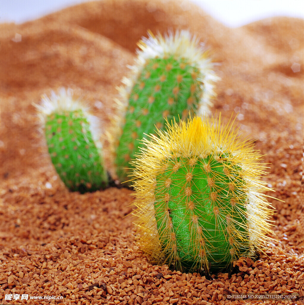 小植物