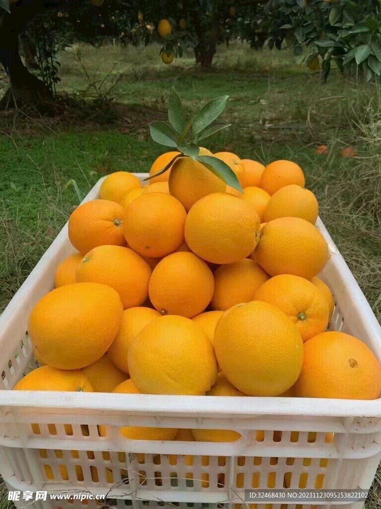 脐橙