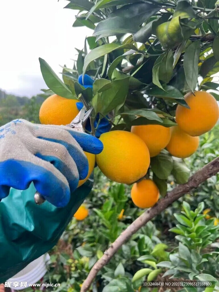 采摘脐橙