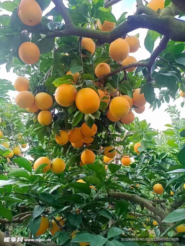 脐橙