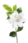 山茶花