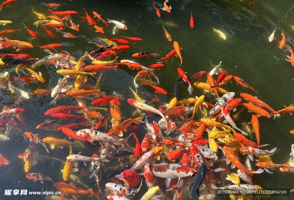 锦鲤