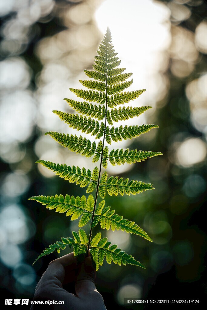 蕨类植物