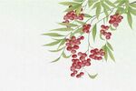 中国风红豆插画