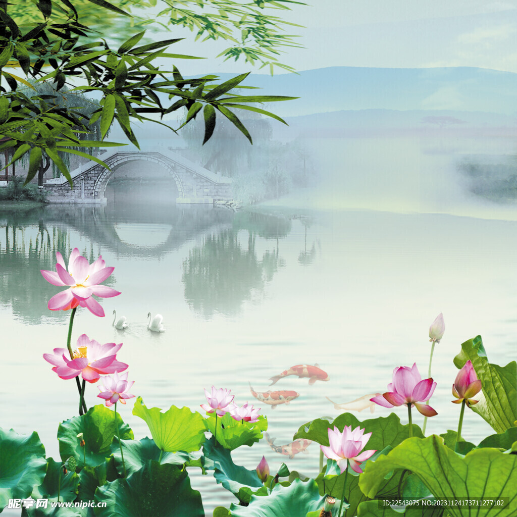 荷花 