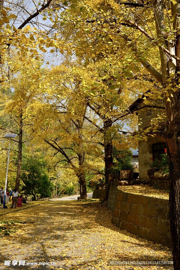 漠川银杏广场