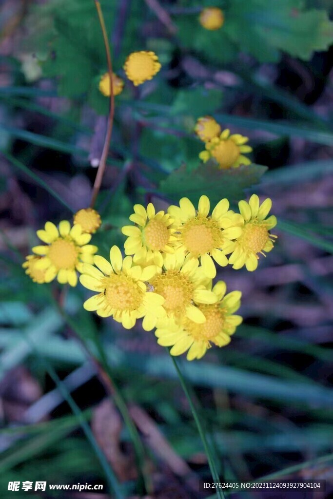 菊花
