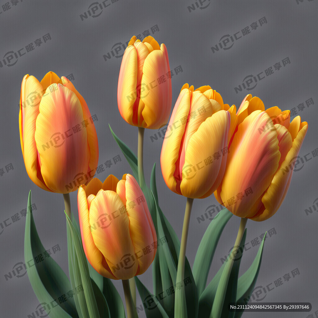 郁金香简单大气