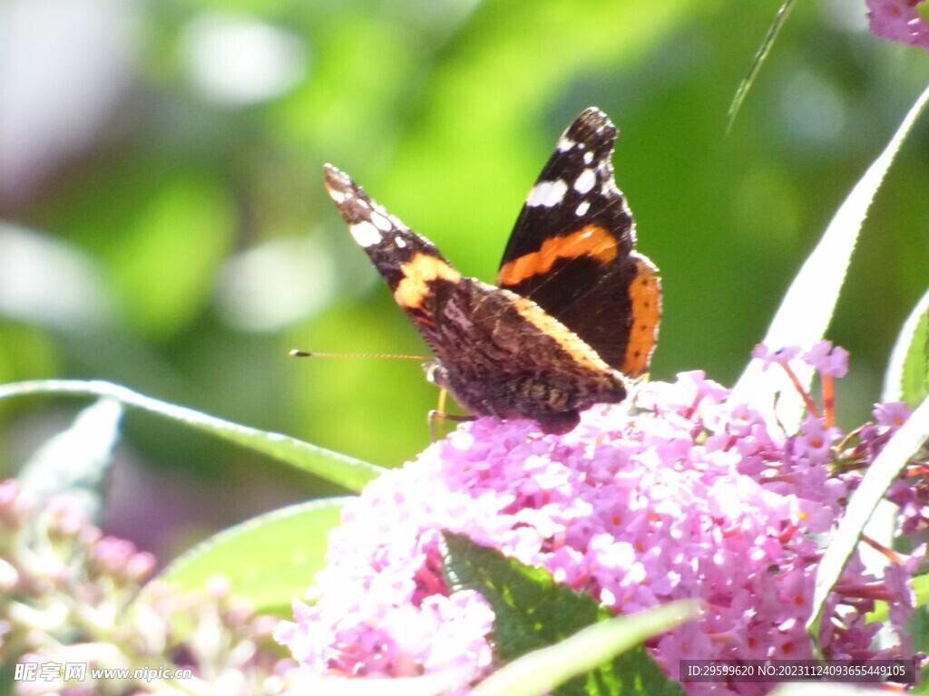 蝴蝶  