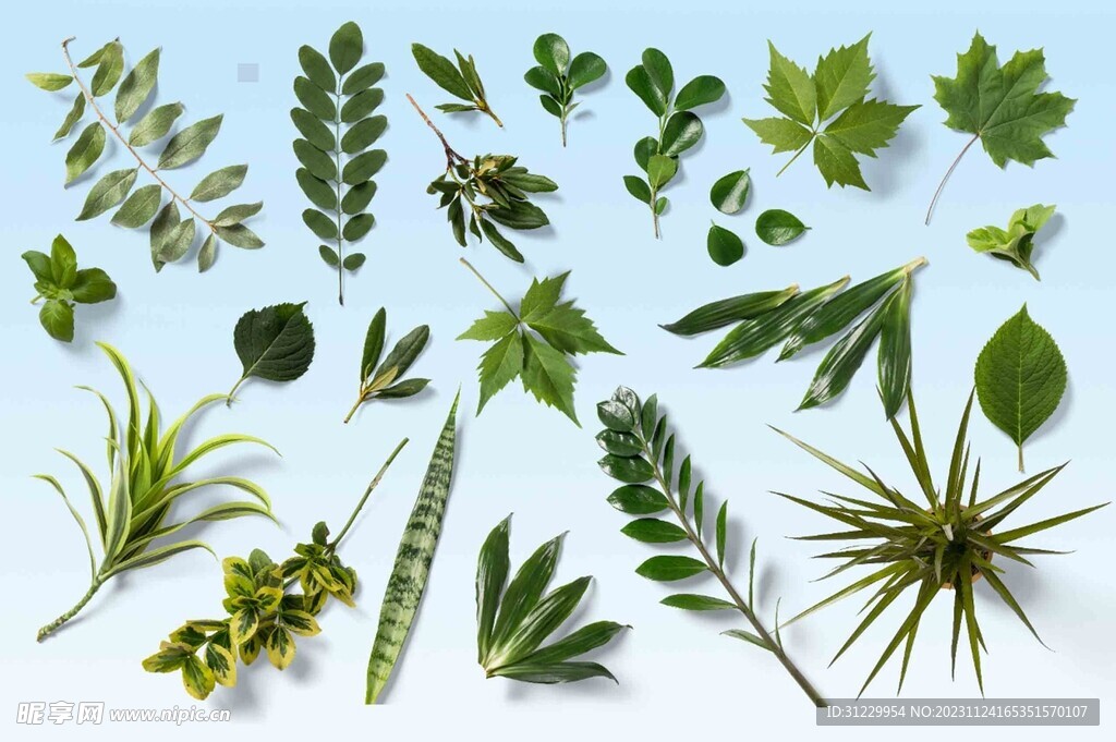 植物