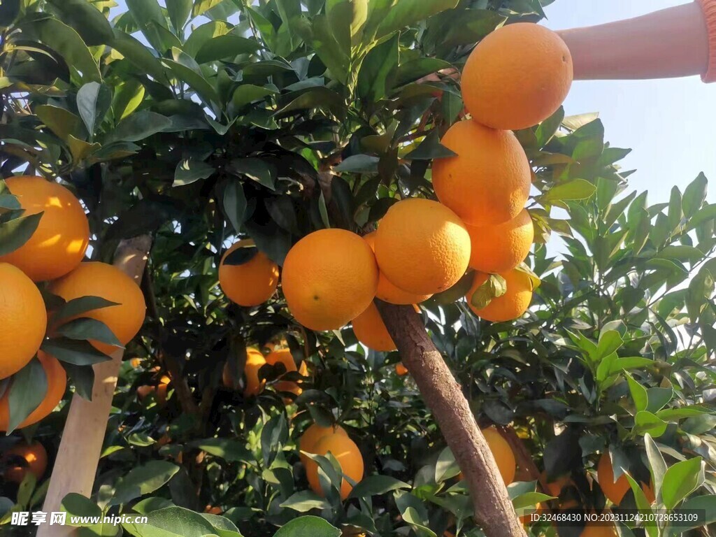 脐橙