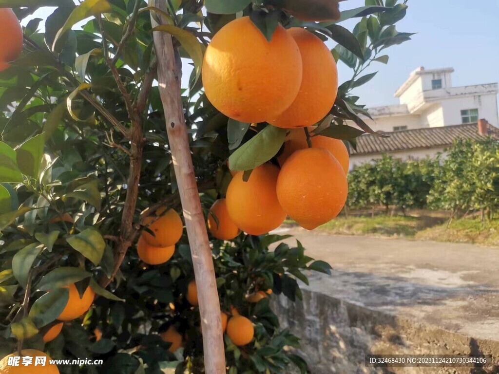 脐橙