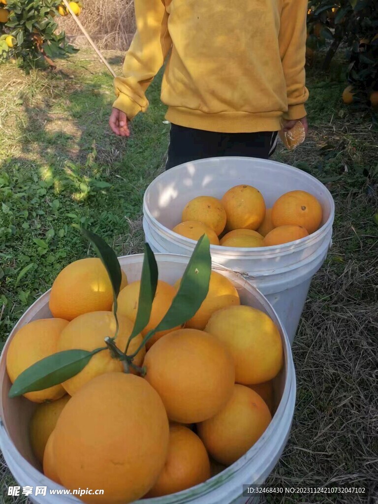 脐橙