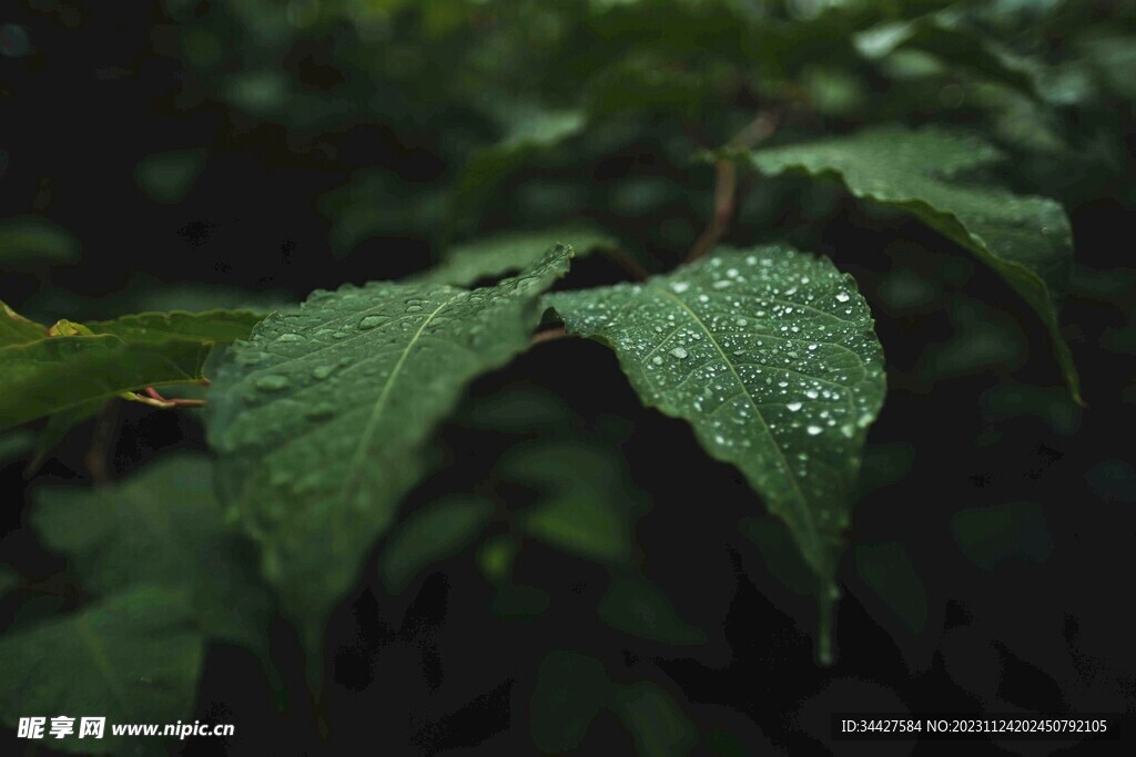 布满水珠的绿叶