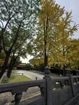 银杏树  