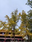 银杏树 