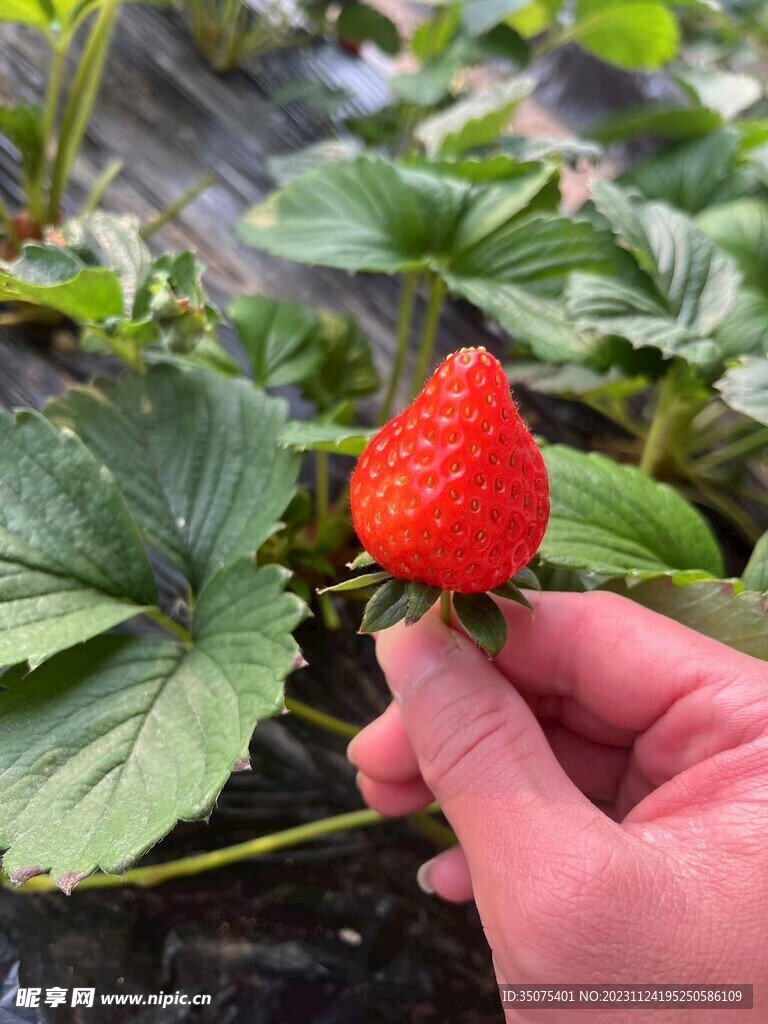 草莓