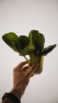 一棵油菜
