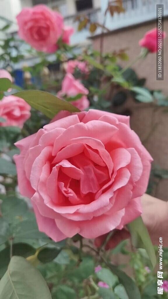 粉色月季