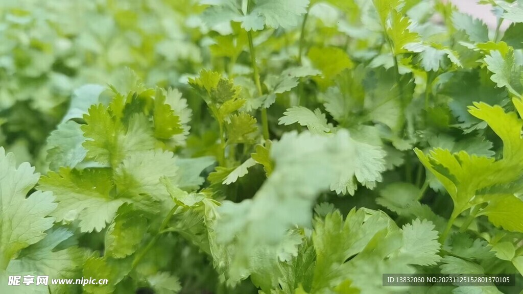 香菜