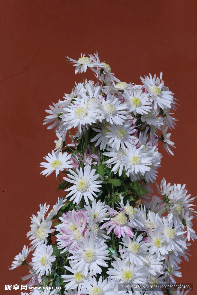 菊花 