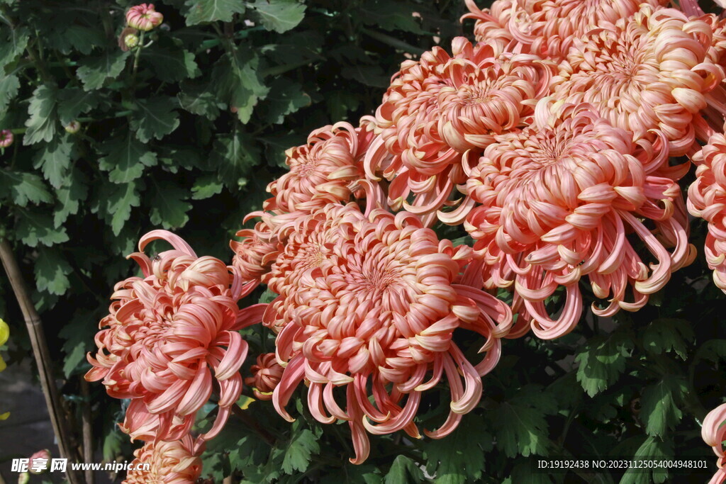 菊花