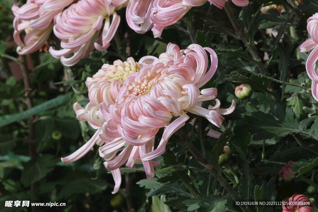 菊花 