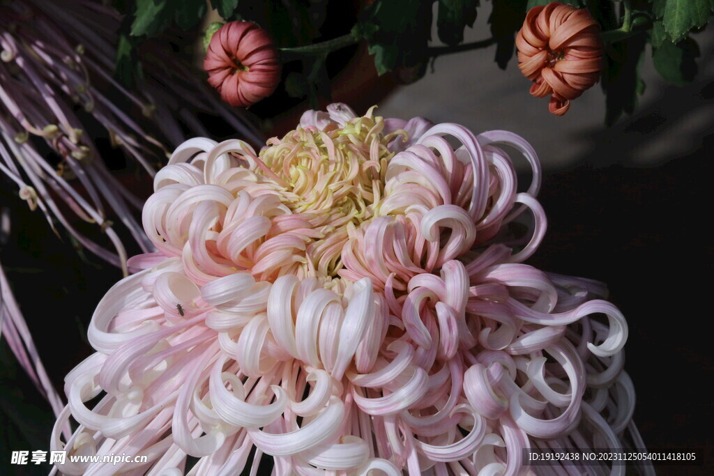 菊花 