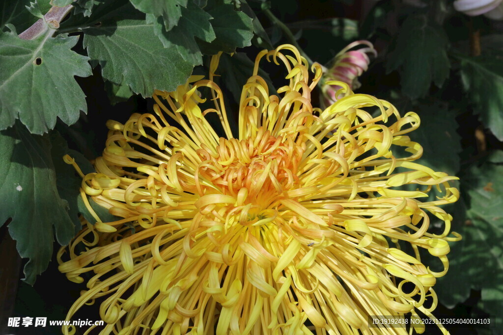 菊花