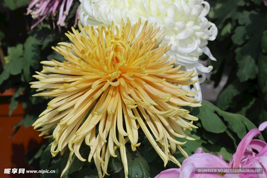 菊花 