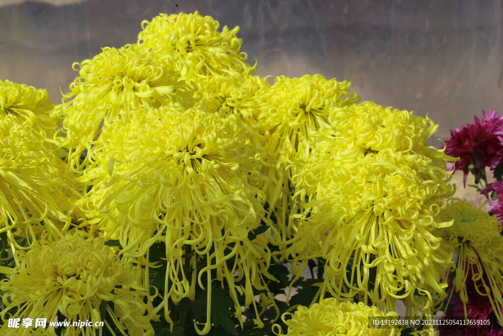 菊花 