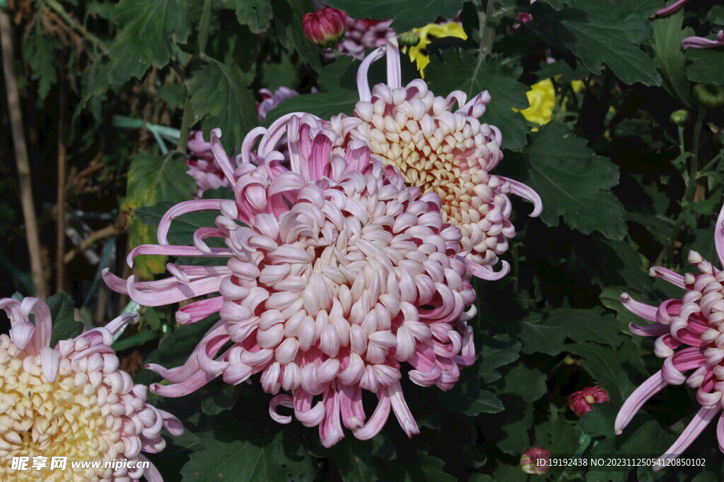 菊花 